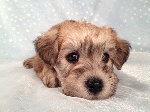 Female Wheaten Colored Schnoodle for Sale- Iowa Puppy Breeder 2012